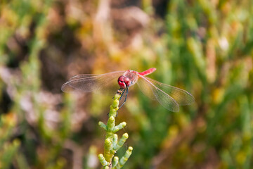 canary red dragonfly, called island darter oder latin name Sympetrum nigrifemur