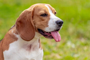 Beagle dog or Estonian hound close up on a background of grass. Portrait of a dog