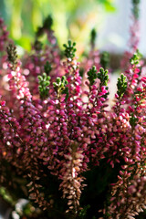 Heather flowers common known as Callluna Vulgarus is growing in the pot at home with bokeh effect background. Vertical format