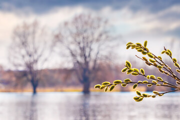 Willow branch with catkins near the forest and river on a blurred light background. Easter...