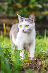 Naklejka na ściany i meble A white cat with gray spots walks in the garden