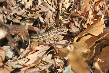 Lizard on the ground	