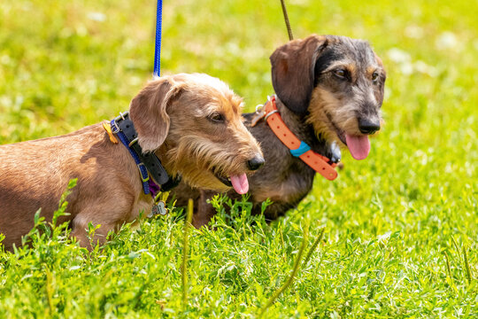Two dogs breed wirehaired dachshund on a leash among the green grass in the park on a sunny day