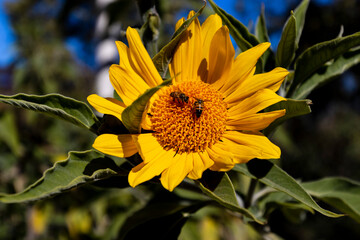 Chillin' on a Sunflower