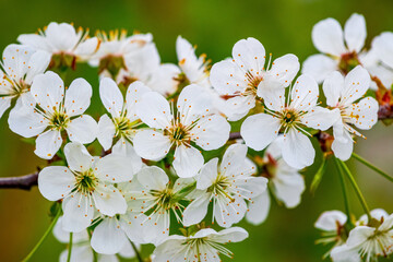 Cherry blossoms, white cherry flowers on a green background