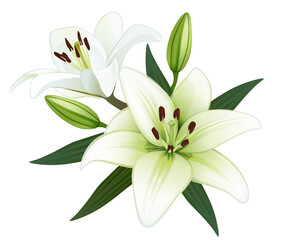 Obraz premium White lily flowers close-up. Realistic hand drawn floral template.