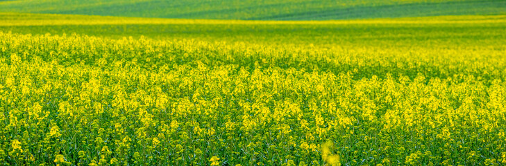 Yellow rapeseed in the field, rapeseed flowering. Rapeseed cultivation