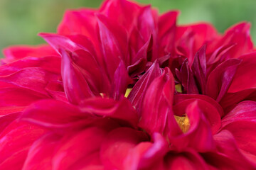 Red dahlia flower macro with yellow core as floral backdrop. Botanical vivid background with lot of red petals