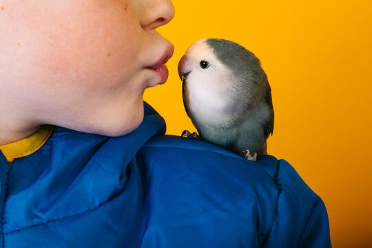 Boy in outerwear kissing parrot