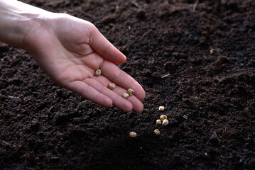 The farmer's hand sows seeds on the soil in the home garden. Sowing seeds into the soil