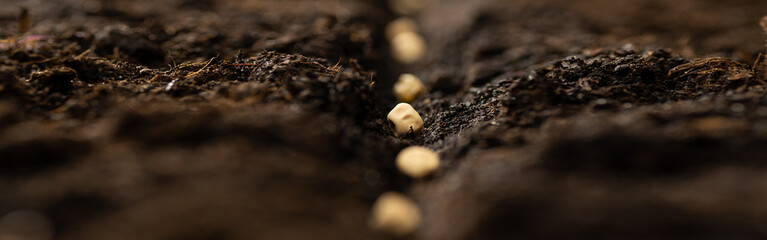 Growing vegetable seeds on seed soil in horticulture garden metaphor, agriculture concept. Sowing...