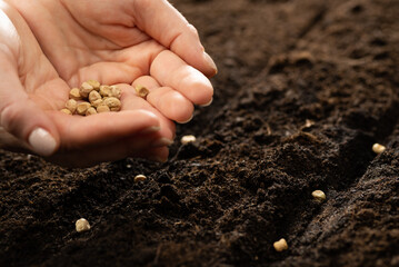 The farmer holds the seeds in his palms against the backdrop of fertile soil. Growing vegetable seeds on seed soil in gardening metaphor, agriculture concept. Sowing seeds in open ground