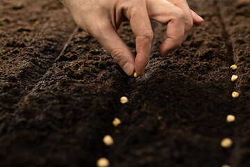 Hand growing seeds of vegetable on sowing soil at garden metaphor gardening, agriculture concept