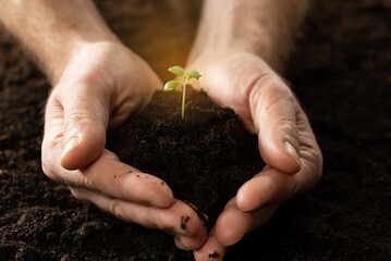Small green sprout in the hand against the background of the soil. Seasonal agricultural work