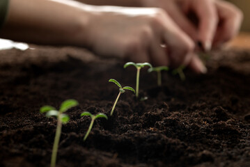 The hand of the farmer is holding a seedling for transplanting into fertile soil for organic farming and symbols for a new start in growing something. Planting seedlings of green plants in open ground