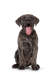 Cute brindle Cane Corso dog puppy, sitting up facing front. Looking towards camera with light eyes. Mouth open and tongue out. isolated on a white background.