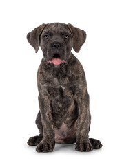 Cute brindle Cane Corso dog puppy, sitting up facing front. Looking towards camera with light eyes. Mouth open and tongue out. isolated on a white background.