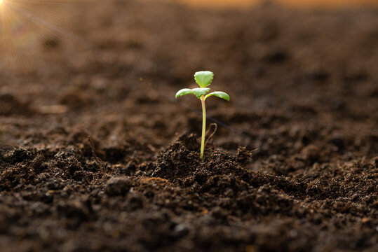 Green Sprout Growing From The Ground, New Or Starter Or Beginner Concept. Shoots From Seeds In The Soil