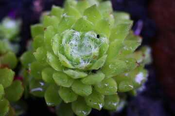 Sempervivum arachnoideum LEMON BABIES 2008 Volkmar Schara  © Perovskia