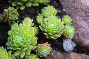 Fototapeta premium Sempervivum arachnoideum LEMON BABIES 2008 Volkmar Schara 