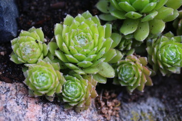 Sempervivum arachnoideum LEMON BABIES 2008 Volkmar Schara 
