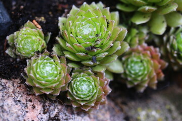 Sempervivum arachnoideum LEMON BABIES 2008 Volkmar Schara 