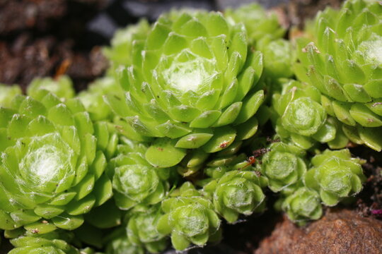 Sempervivum arachnoideum LEMON BABIES 2008 Volkmar Schara 