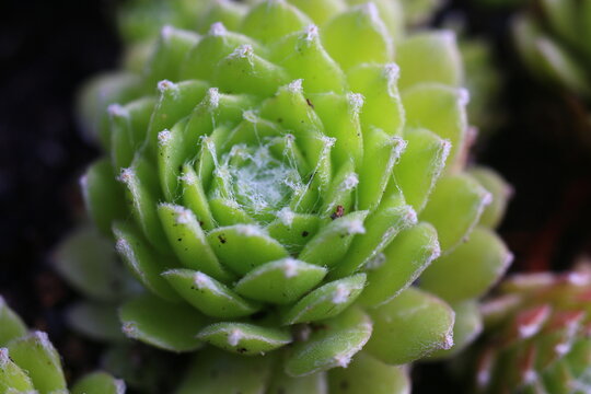 Sempervivum arachnoideum LEMON BABIES 2008 Volkmar Schara 