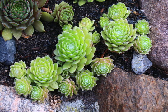 Sempervivum arachnoideum LEMON BABIES 2008 Volkmar Schara 