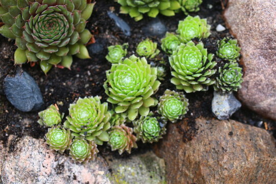 Sempervivum arachnoideum LEMON BABIES 2008 Volkmar Schara 