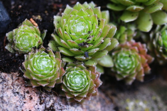 Sempervivum arachnoideum LEMON BABIES 2008 Volkmar Schara 