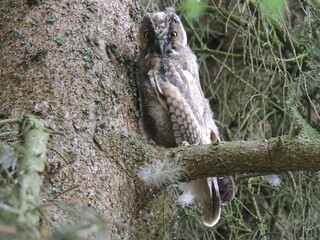owl on a tree