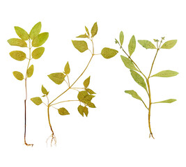 Set of dry pressed plants isolated