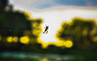 A large spider on its web in the side rails of a bridge in Geneva-On-The-Lake, Ohio