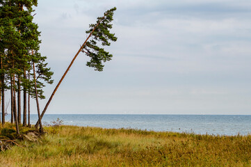 Lonely reclinate pine tree on a beach of the Baltic Sea in autumn