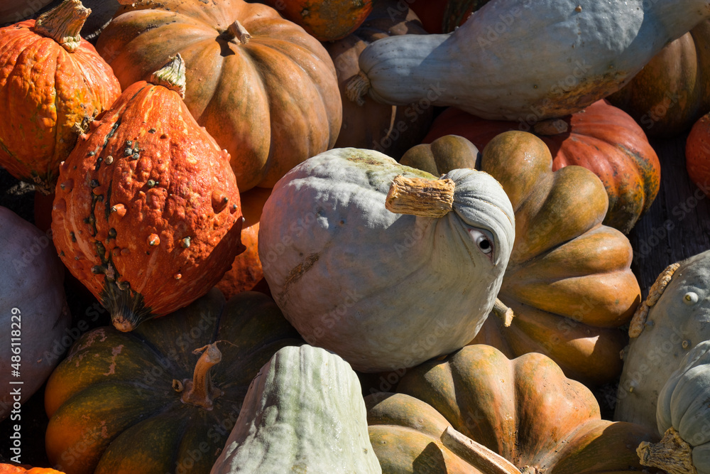 Canvas Prints A closeup of various types of pumpkins in a market