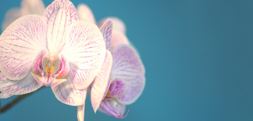 Orchidee Orchideenblüten weiß vor blau mit Platz für Text Banner