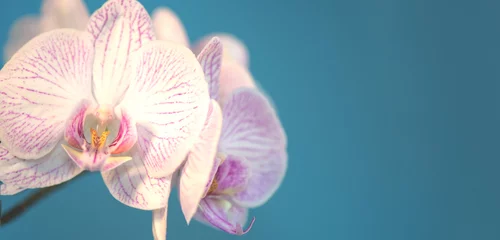 Fotobehang Orchidee Orchideenblüten weiß vor blau mit Platz für Text Banner © Gisela