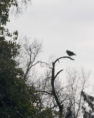 The little raven bird standing on a withered branch in the woods