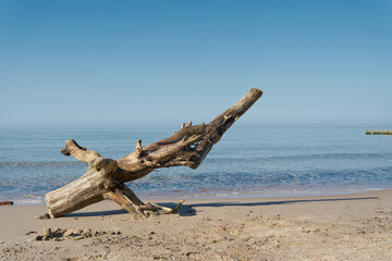 Baumstamm am Strand der polnischen Ostseeküste bei Kolobrzeg im Sommer