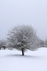 Fototapeta na wymiar zimowe drzewo