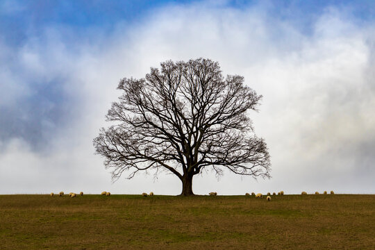 Ch&ecirc;ne centenaire seul entour&eacute; de mouton broutant dans un pr&eacute; au pays basque
