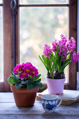 Fiori di giacinti e primule in vaso su un tavolo di fronte ad una finestra