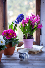 Fototapeta na wymiar Composizione di giacinti in vaso e primule di colore rosa su un tavolo di legno di fronte ad una finestra