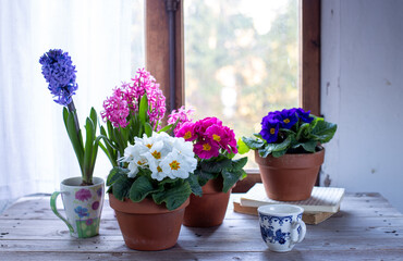 Primule di vario colore in vaso e fiori di giacinto di fronte un a finestra 