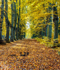 Countryside old road among old lime trees in autumn
