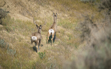 Mule Deer Bucks Running