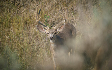 Mule deer buck in velvet