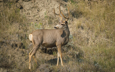 Mule Deer Buck 