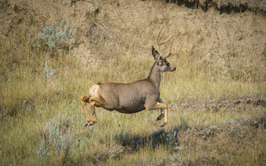 Mule deer jumping